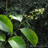 Celastrus paniculatus Willd.